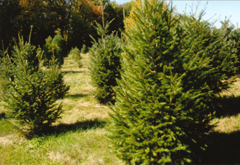 christmas memories tree farm lexington ky