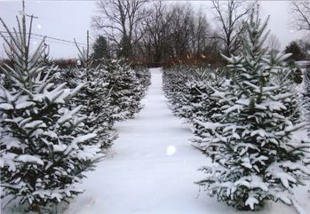 Christmas Memories Tree Farm in Kentucky