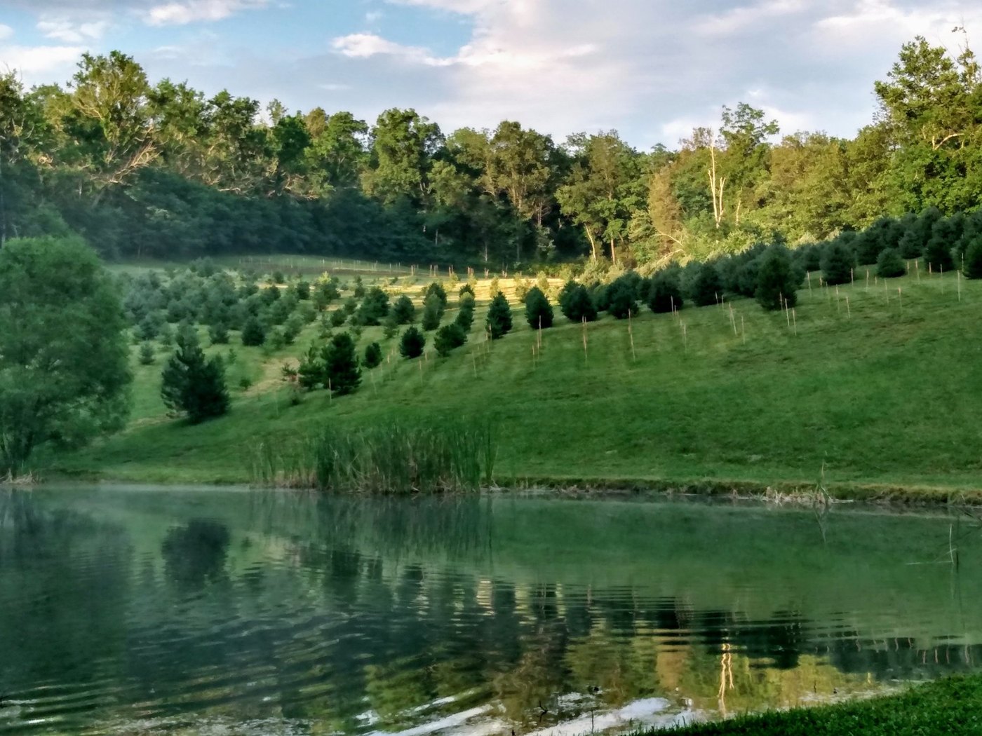 Gubser Tree Farm, LLC in Kentucky