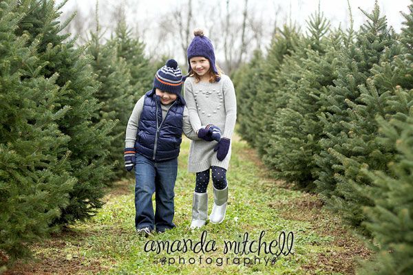 Nieman's Christmas Tree Farm in Kentucky