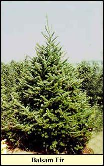 Balsam Fir Christmas tree grown in Kentucky