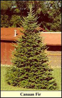 Canaan Fir Christmas tree grown in Kentucky