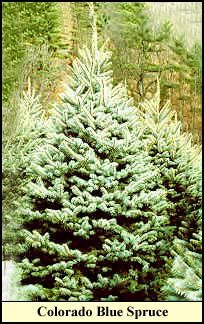 Colorado Blue Spruce Christmas tree grown in Kentucky