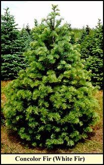 Concolor (White) Fir Christmas tree grown in Kentucky