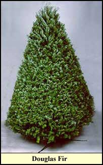 Douglas Fir Christmas tree grown in Kentucky