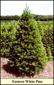 Eastern White Pine Christmas tree grown in Kentucky