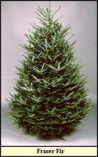 Fraser Fir Christmas tree grown in Kentucky