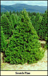 Scots Pine Christmas tree grown in Kentucky