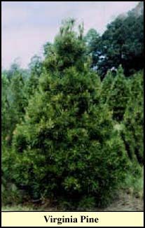 Virginia Pine Christmas tree grown in Kentucky