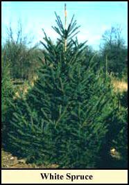 White Spruce Christmas tree grown in Kentucky