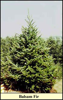 Balsam Fir