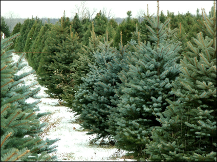 Christmas Trees Available - Kentucky Christmas Tree Farm Association