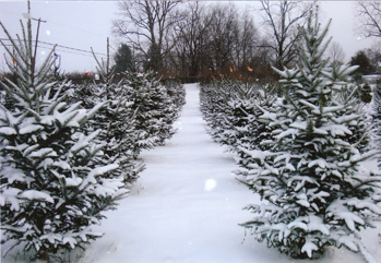 christmas memories tree farm lexington ky